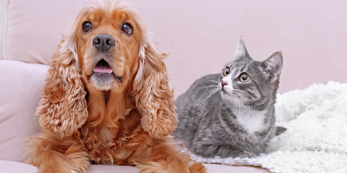 Dog_Cat_Sitting_On_Pink_Couch_Banner_Snout_And_Whidkers